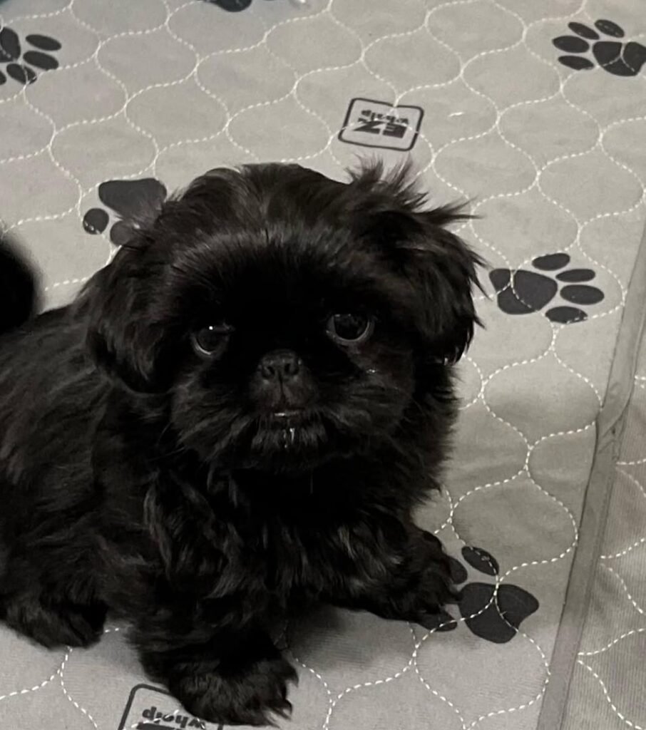 black pup